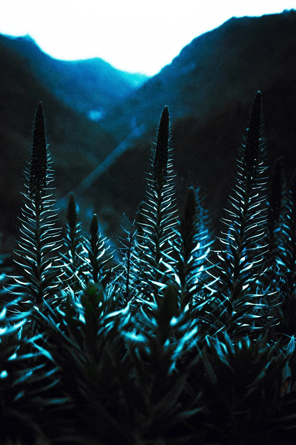 Plantes de fougère bleue dans un paysage montagneux sombre.