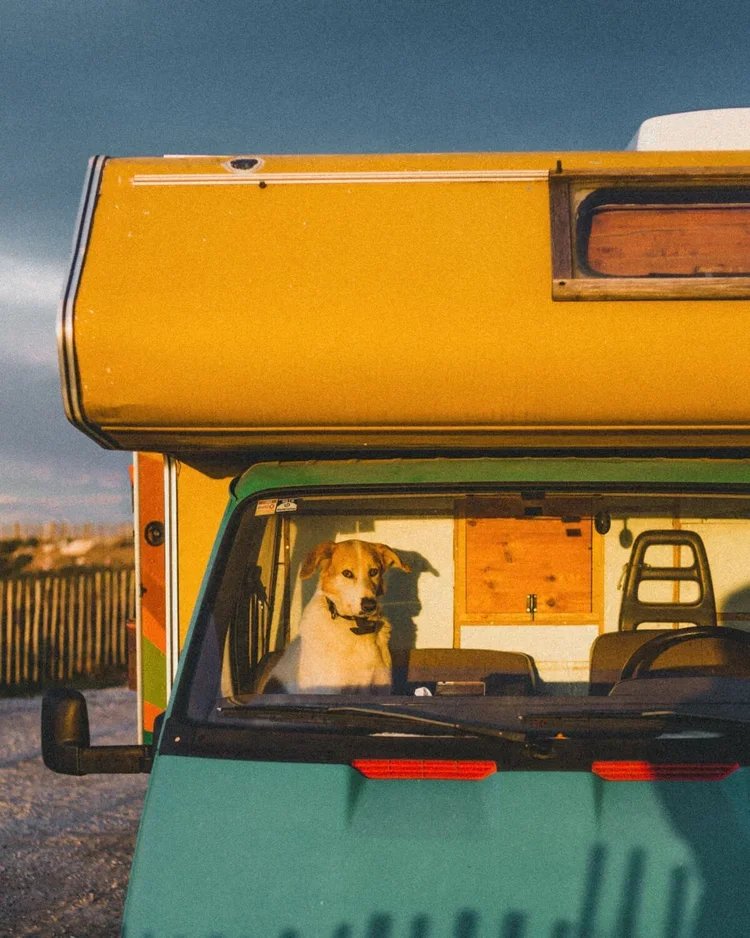 Un chien assis à l'intérieur d'un véhicule coloré de style camping-car ou van, avec un ciel nuageux en arrière-plan.