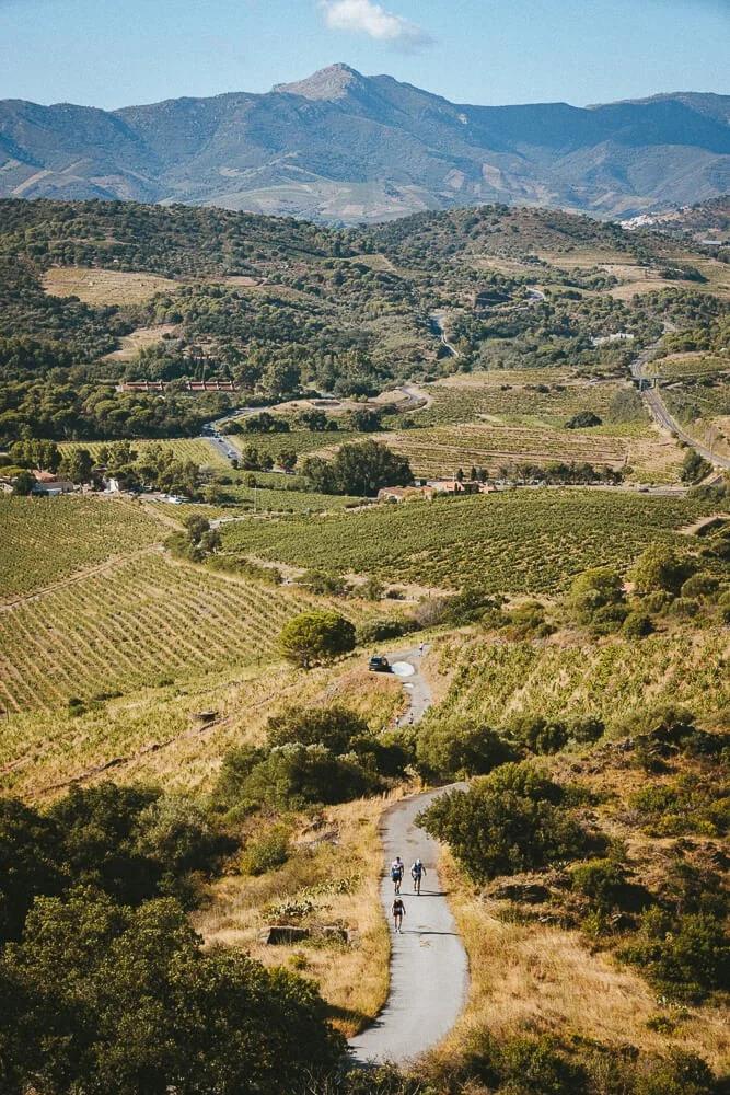 Scenic landscape with rolling hills, vineyards, trees, and a mountain range in the background, featuring a winding road with people biking and walking.