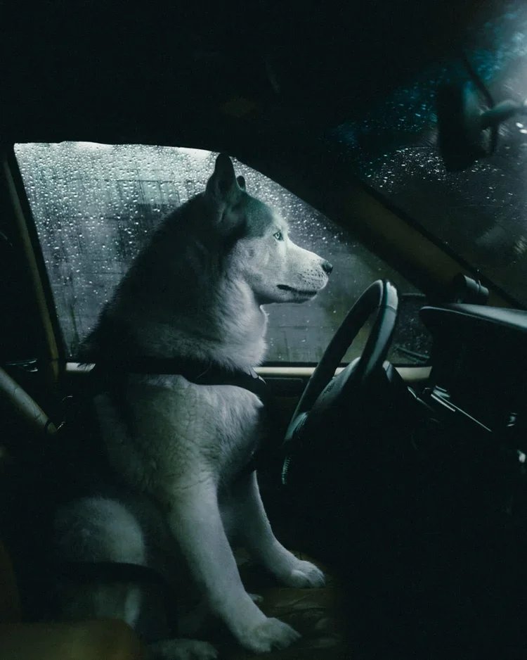Un husky assis dans le siège du conducteur d'un véhicule, regardant par la fenêtre par temps de pluie.