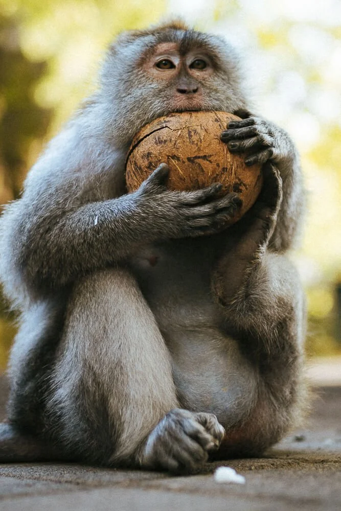 A monkey holding a coconut