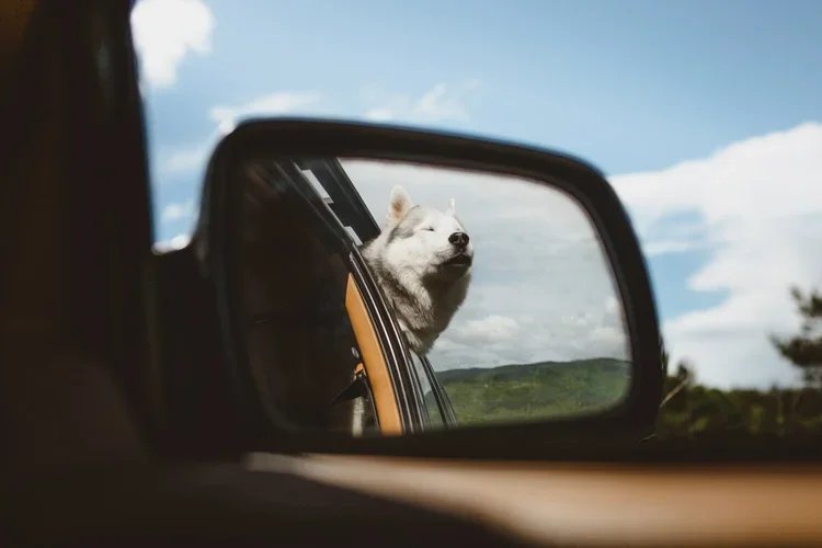 Chiot husky blanc qui profite de la ventrière d'une voiture lors d'un voyage à l'extérieur.