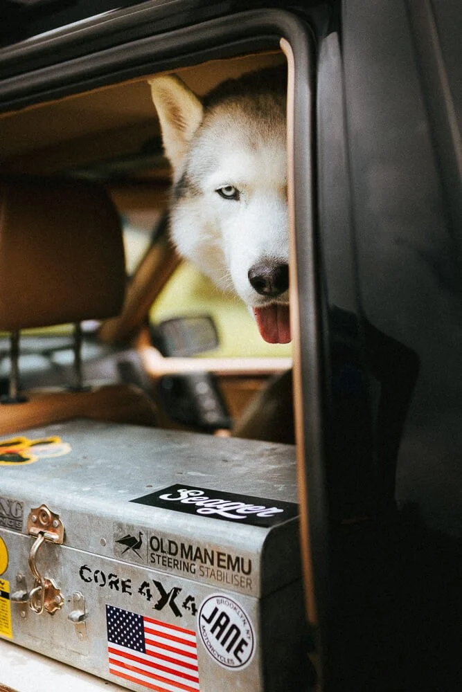 A fluffy Siberian Husky with one eye showing and its tongue out peeking through an open car window.