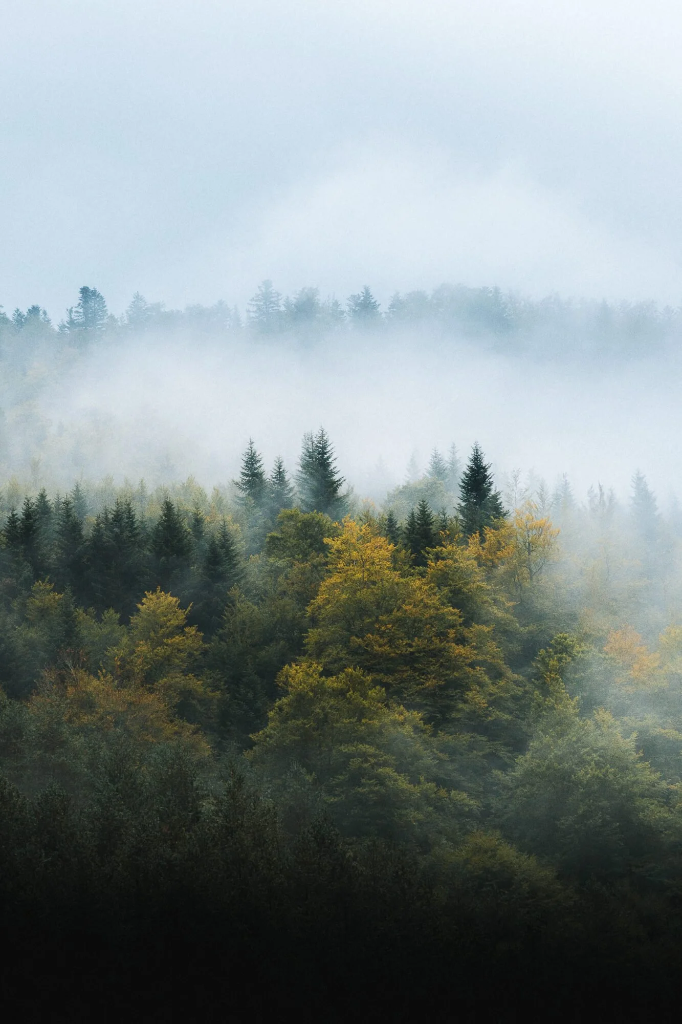 A foggy forest with trees in various shades of green and some yellow, with mist covering the upper part of the trees.