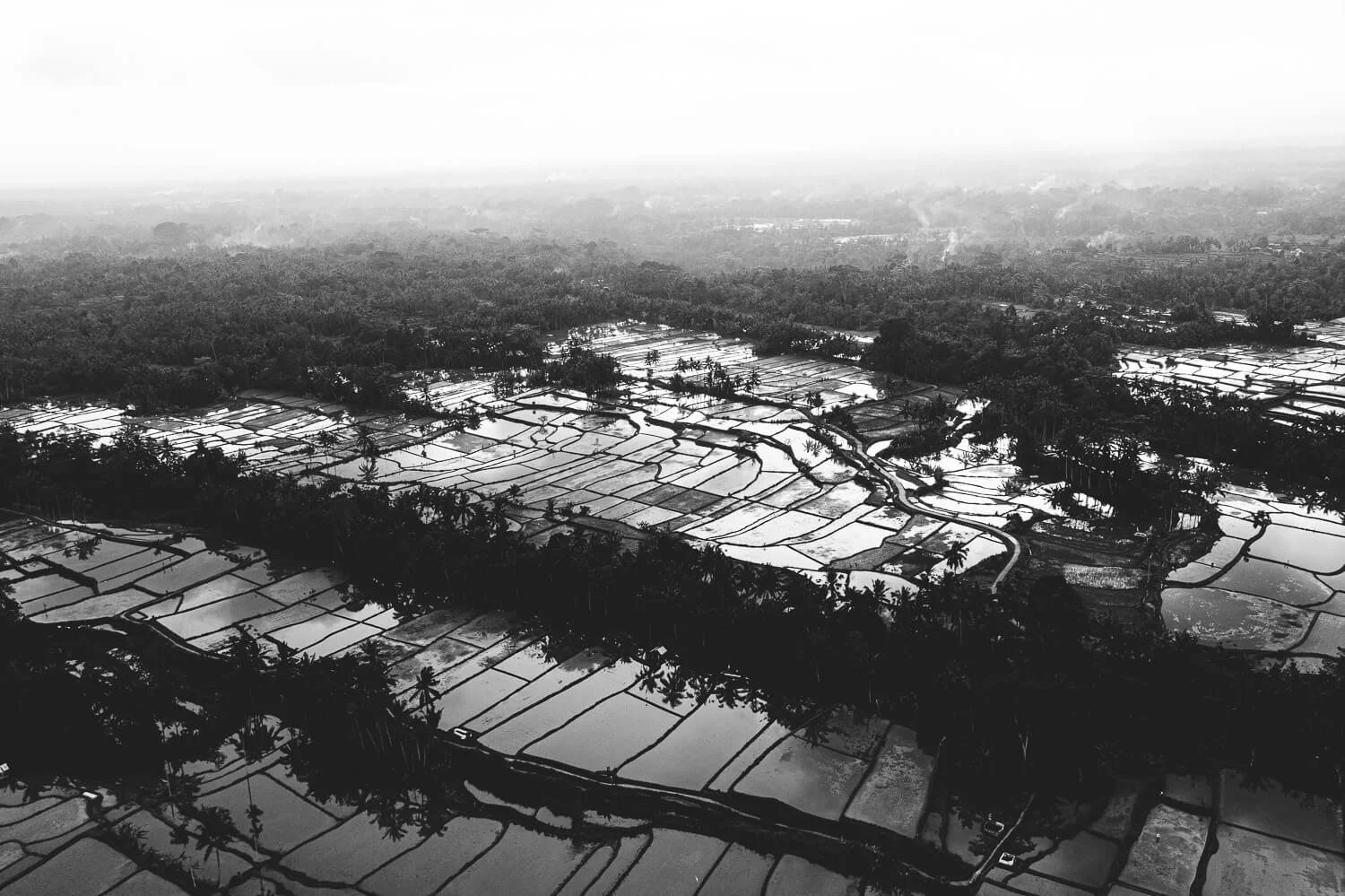 Paysage aérien en noir et blanc de champs de riz inondés entourés d'arbres, avec une forêt dense à l'arrière-plan.