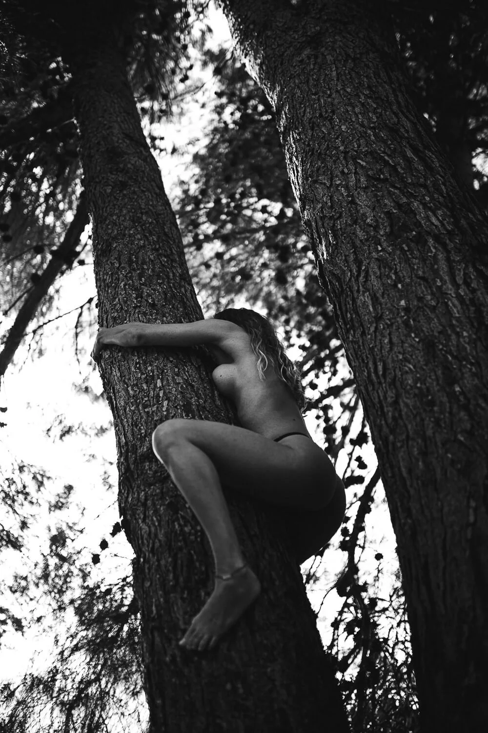 A person climbing a tree in a forest captured in black and white.