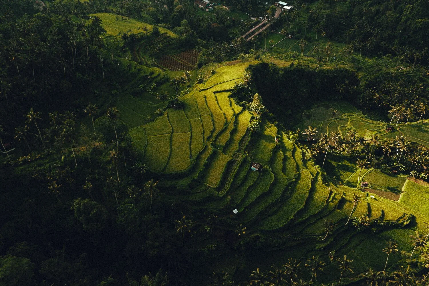 Paysage de champs en terrasses au milieu de la végétation tropicale, avec des palmiers.