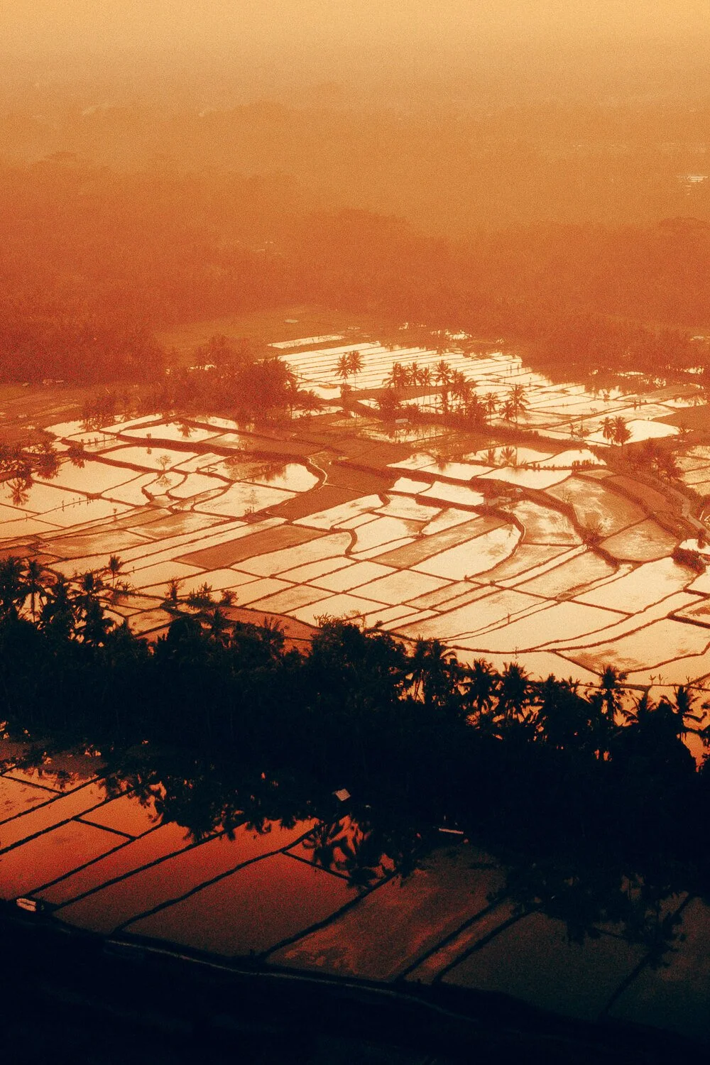 Champ de rizières inondées au coucher du soleil avec des palmiers et des montagnes en arrière-plan.