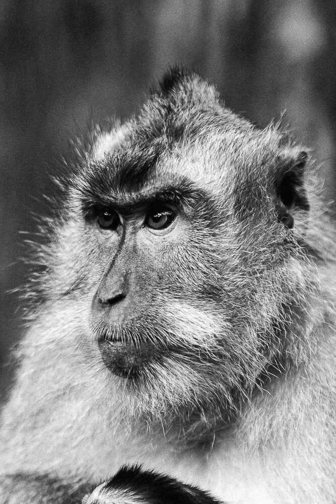 Black and white close-up photo of a macaque monkey with detailed fur and expressive eyes.