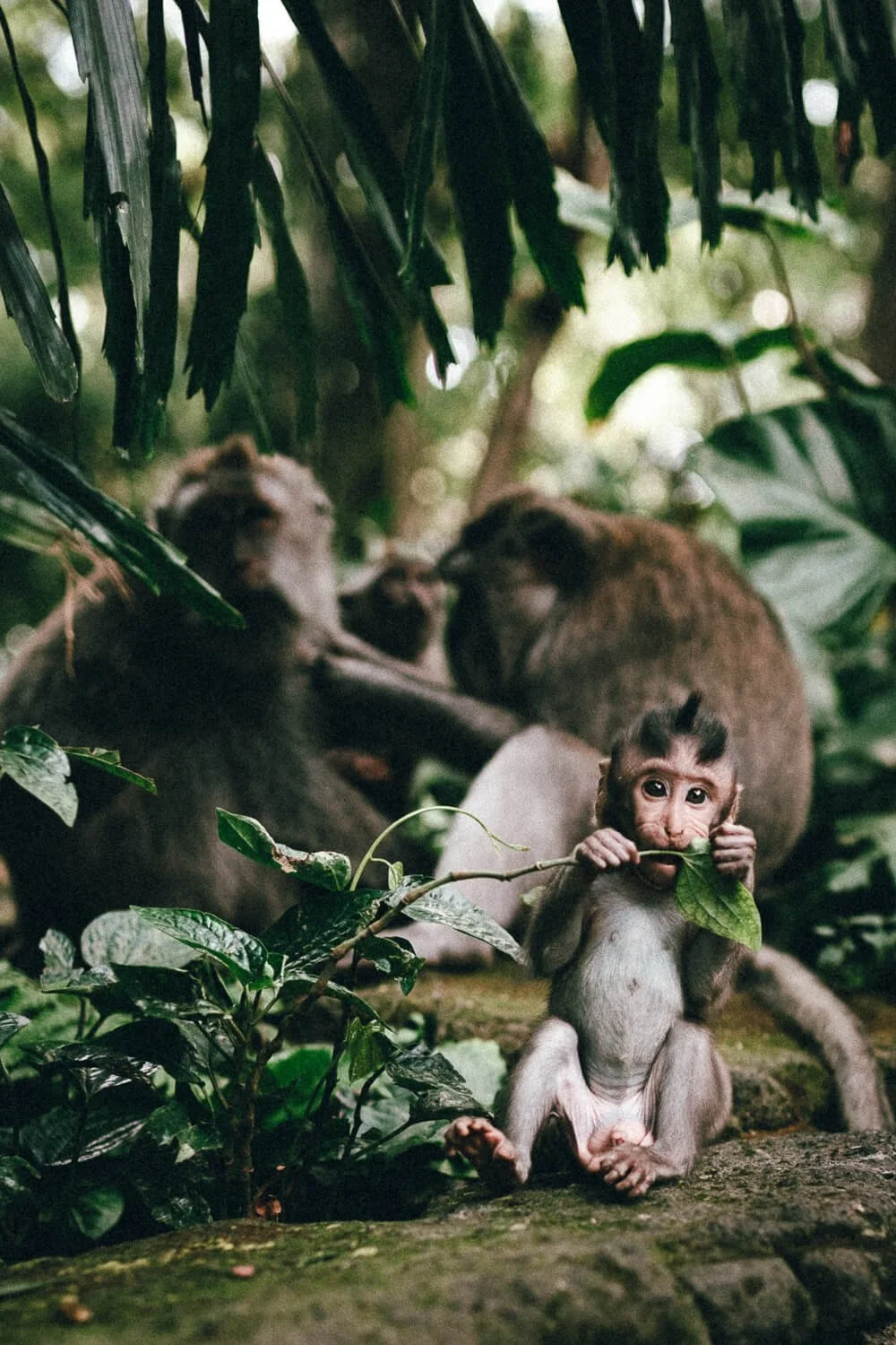 Un singe bébé tenant une feuille dans la bouche dans une forêt luxuriante, entouré d'autres singes en arrière-plan.