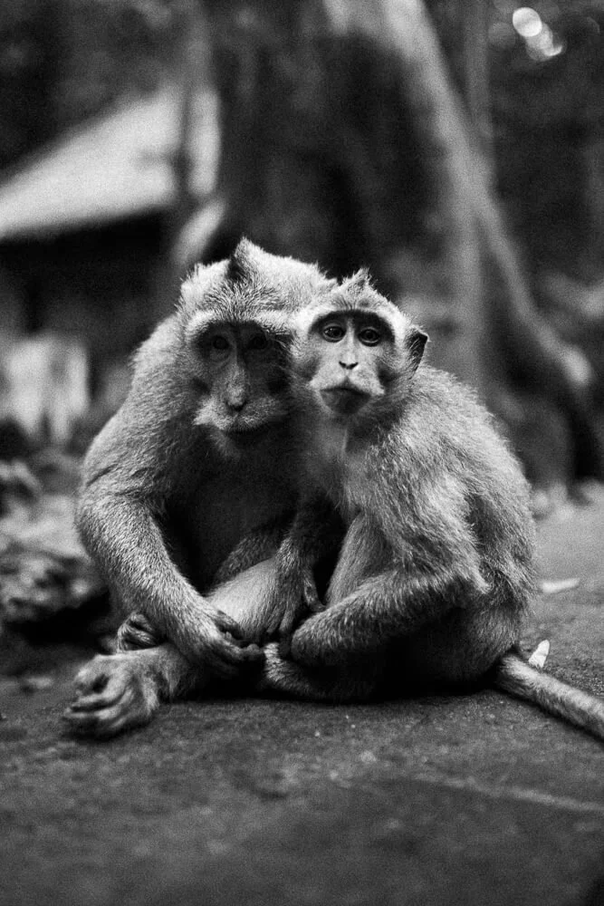 Two monkeys sitting close together, with their arms around each other, in a natural outdoor setting.