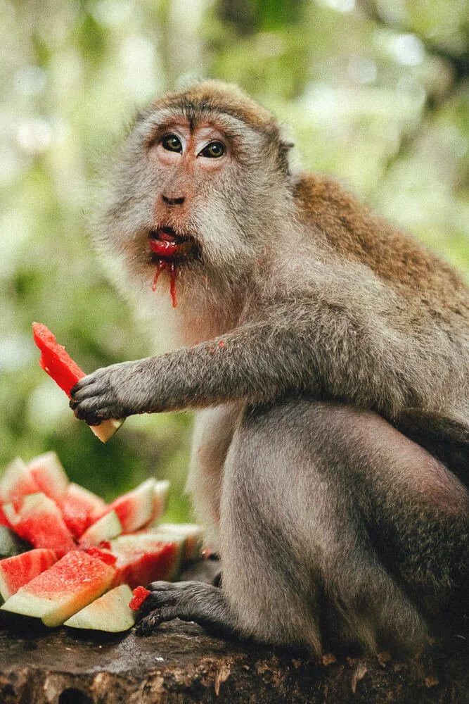 A monkey sitting on a log, holding a slice of watermelon in its hand, with more watermelon slices on the log in front of it, eating watermelon with some juice dripping from its mouth, in a lush green forest setting.
