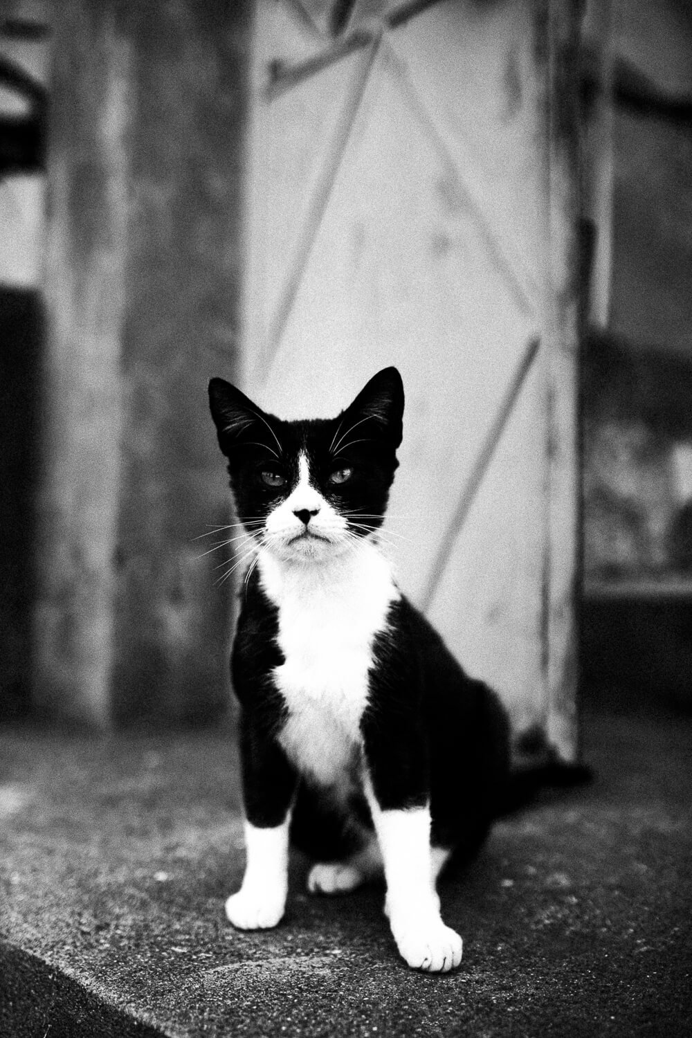 Black and white photo of a black and white cat sitting on a concrete surface, with a serious expression, in front of a blurred background.