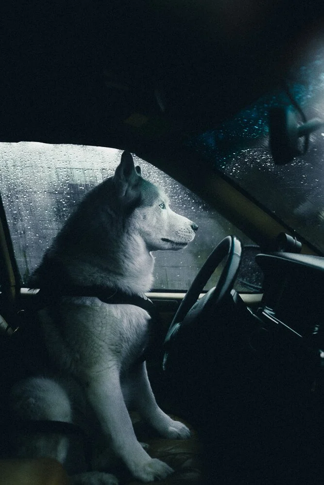 A Siberian Husky sitting in the driver's seat of a vehicle, looking out the windshield on a rainy day.