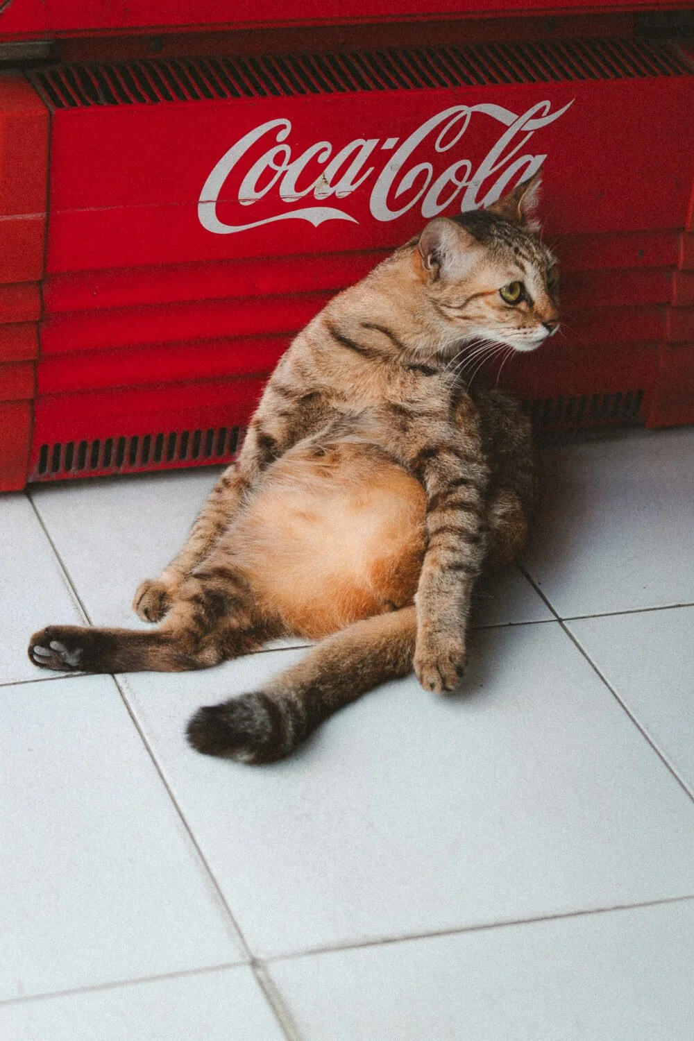 Un chat tacheté assis contre une caisse de Coca-Cola, assis de côté, regardant vers la droite.