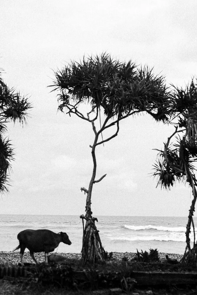 A black cow walking along a beach with palm trees and ocean waves in the background, in black-and-white.