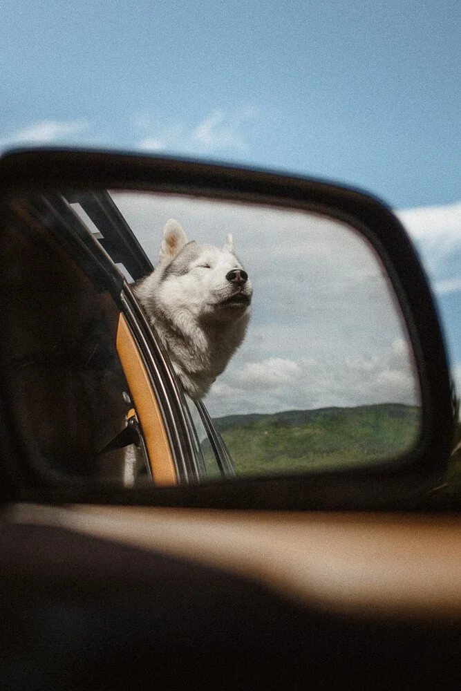 A husky dog with eyes closed, sticking out its head through a car window, visible in the side mirror against a backdrop of blue sky and green hills.