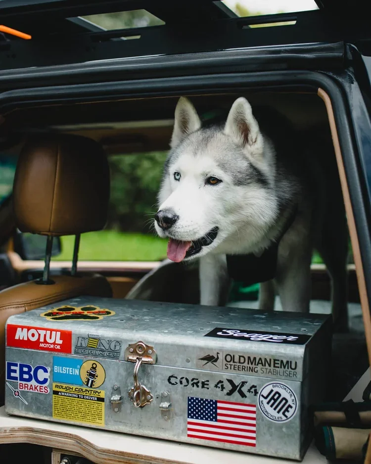Un chien husky blanc et gris sort sa tête d'une voiture décapotable, à l'arrière, avec un fond de nature verte.