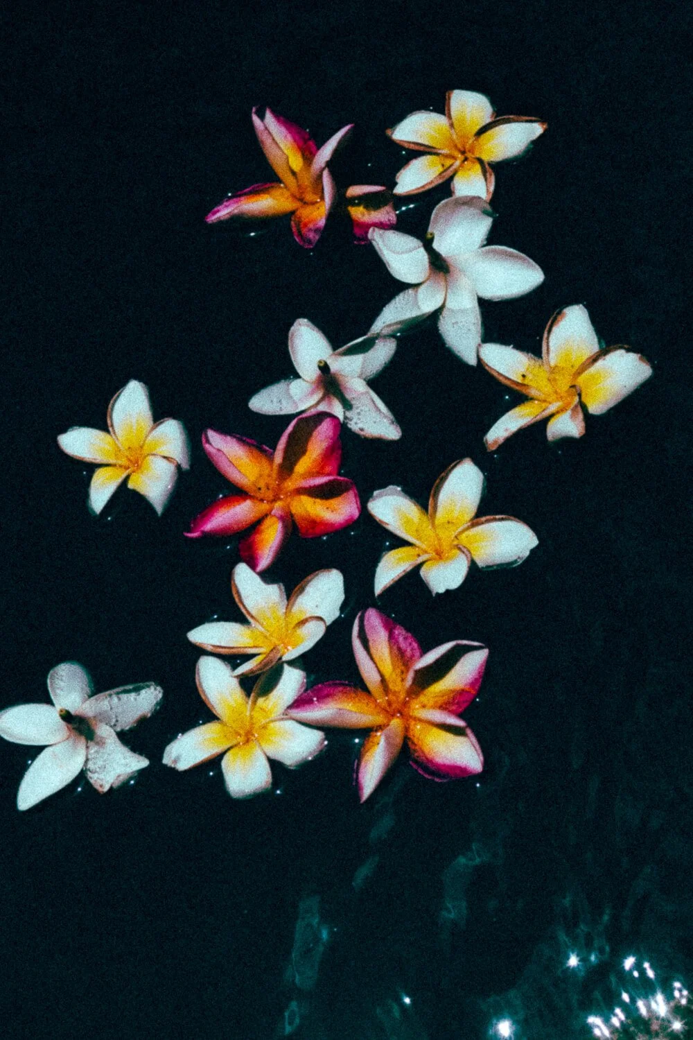 Fleurs de plumeria flottant à la surface de l'eau noire, avec quelques reflets de lumière.