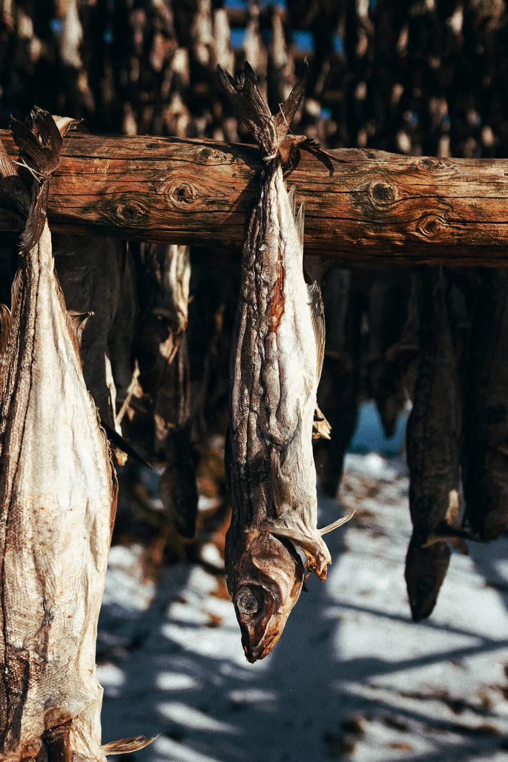 Poissons séchant en plein air suspendus à une poutre en bois