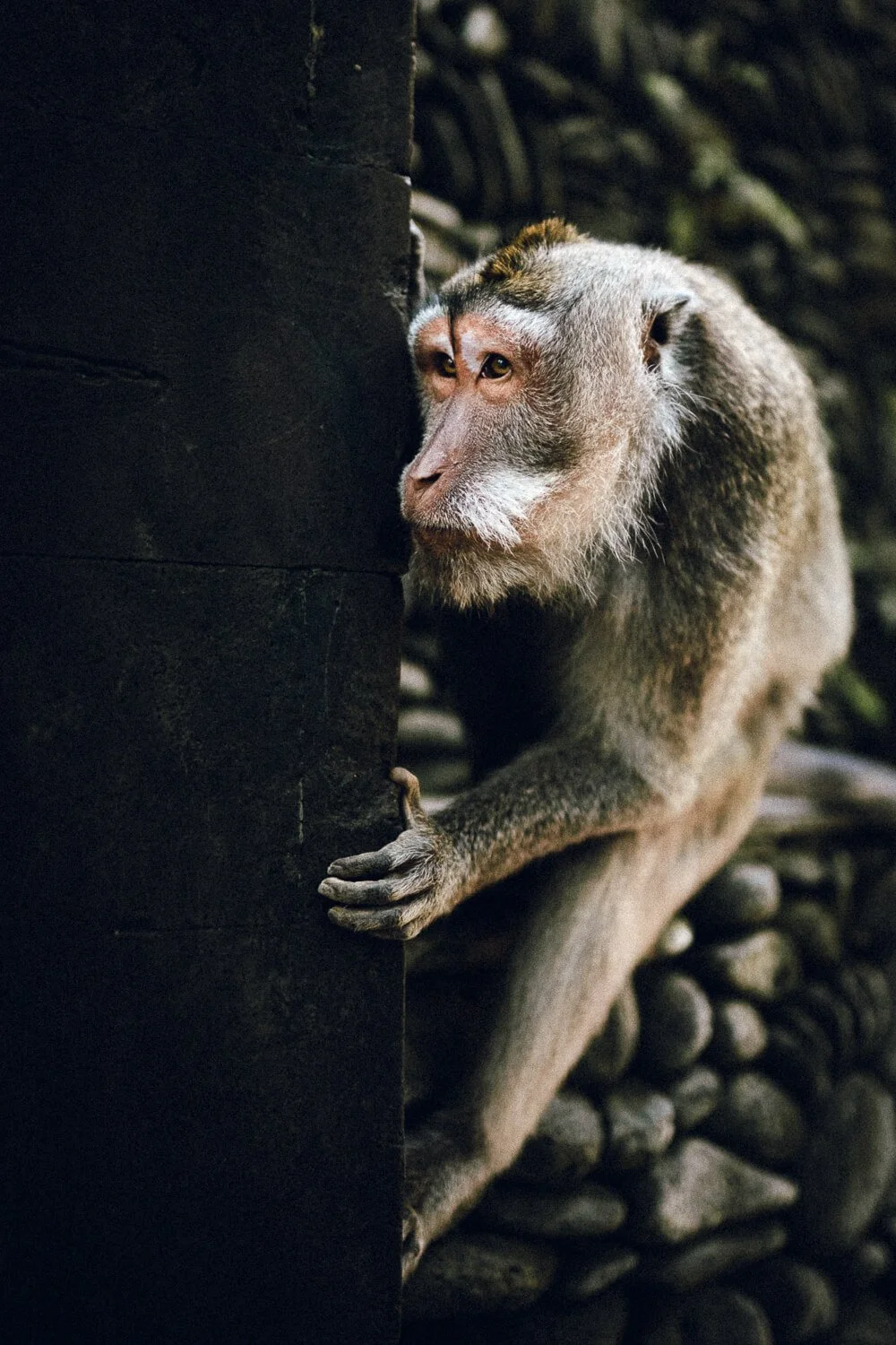 Un singe à face plate, agenouillé contre un arbre dans une forêt, en train de regarder furtivement.