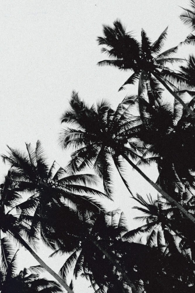 Silhouetted palm trees against a white sky.