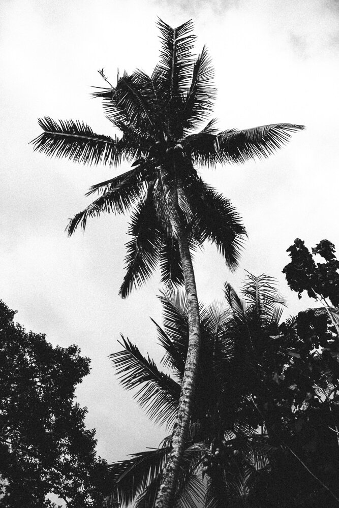 Black and white photo of a tall coconut palm tree with multiple fronds, surrounded by other trees, against the sky.
