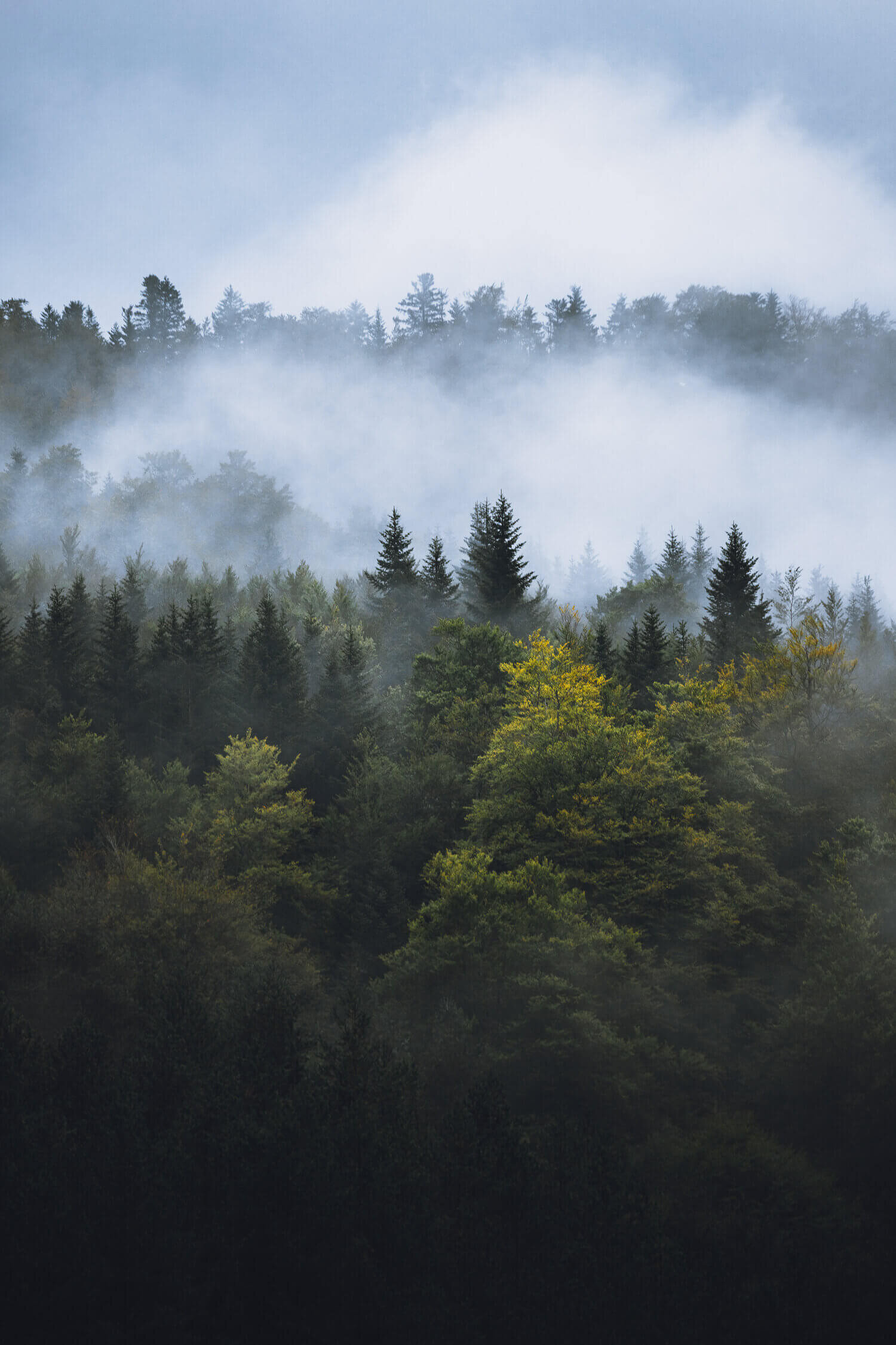 Forêt de conifères dans la brume