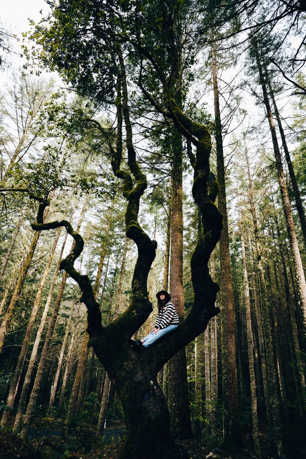 Femme assise dans un arbre tordu dans une forêt dense de grands arbres.