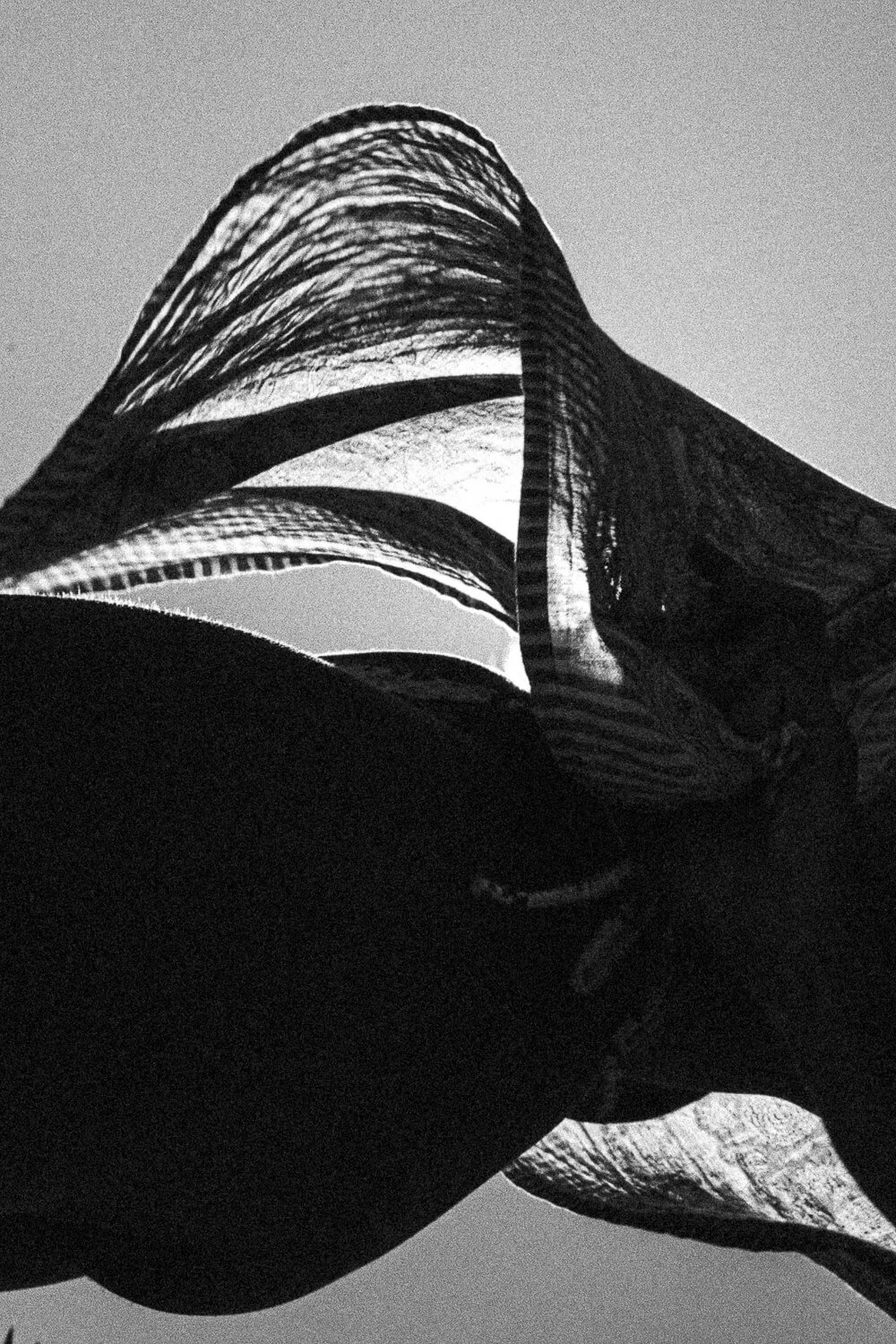 Black and white photograph of a tall, modern glass building with curved lines, seen from below against a plain sky.