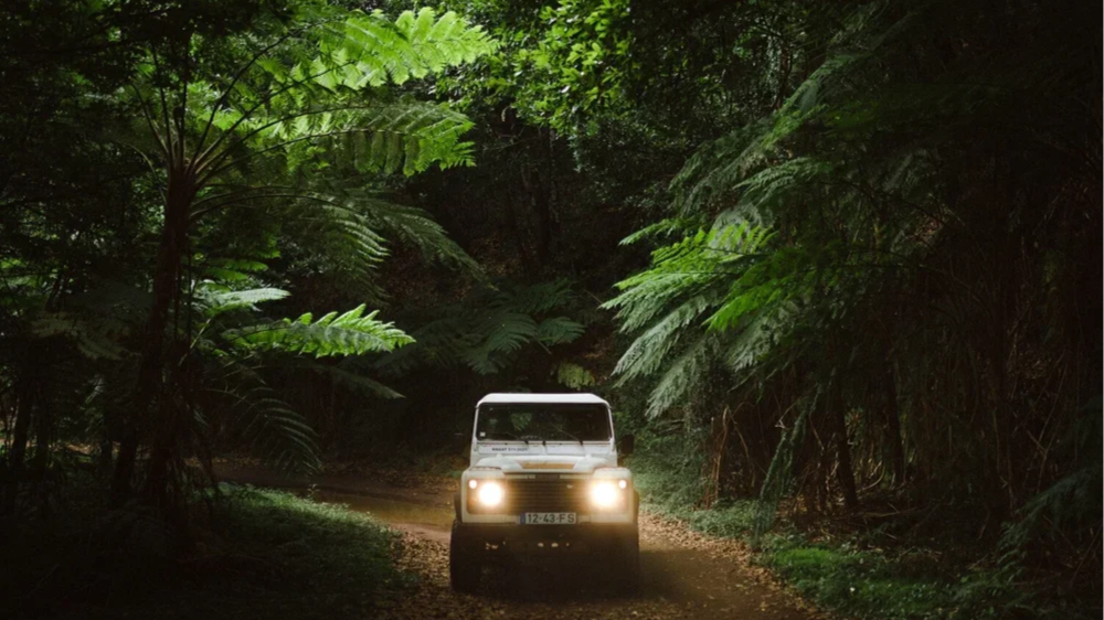 Un véhicule tout-terrain blanc circule dans une forêt dense avec de grands feuillages verts.