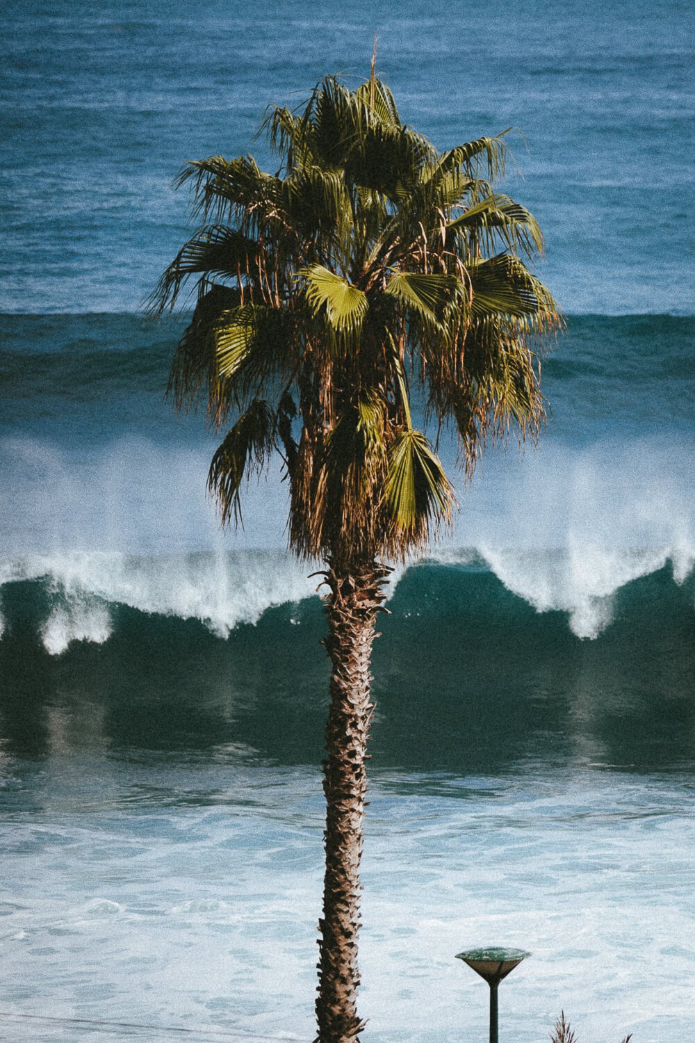 Palm tree on a beach with large ocean waves in the background.