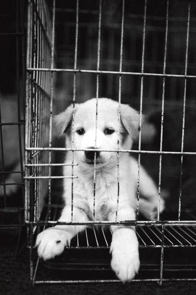A puppy inside a wire cage, looking out with front paws resting on the cage door.