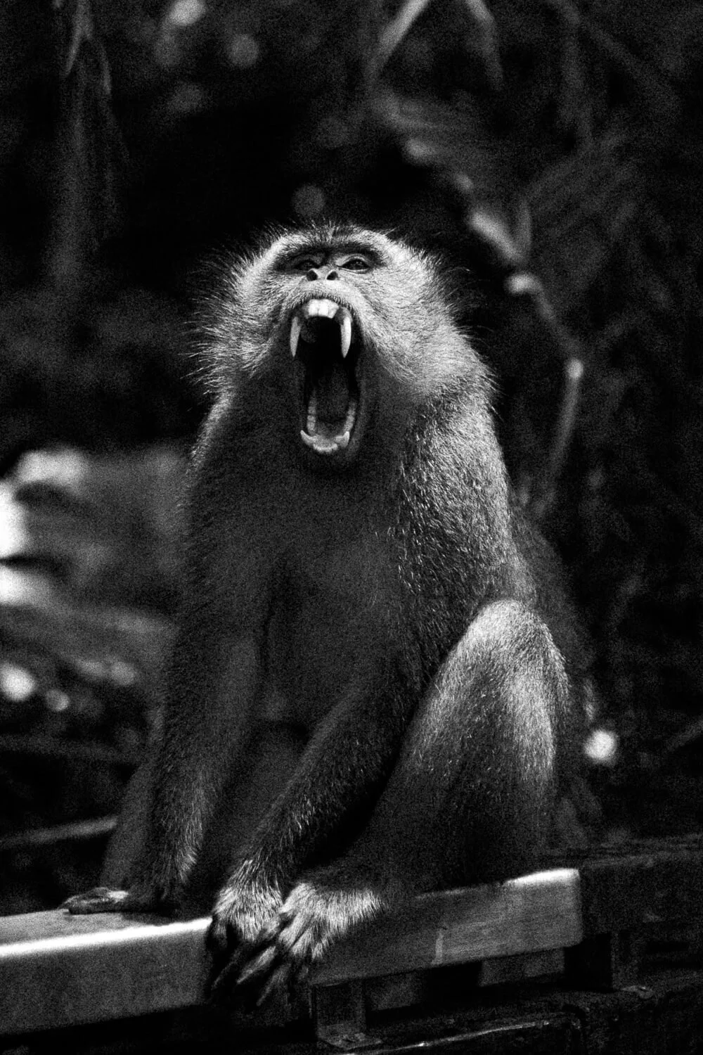 Un singe en position assise, avec la bouche grande ouverte, montrant ses dents, dans un environnement forestier en noir et blanc.