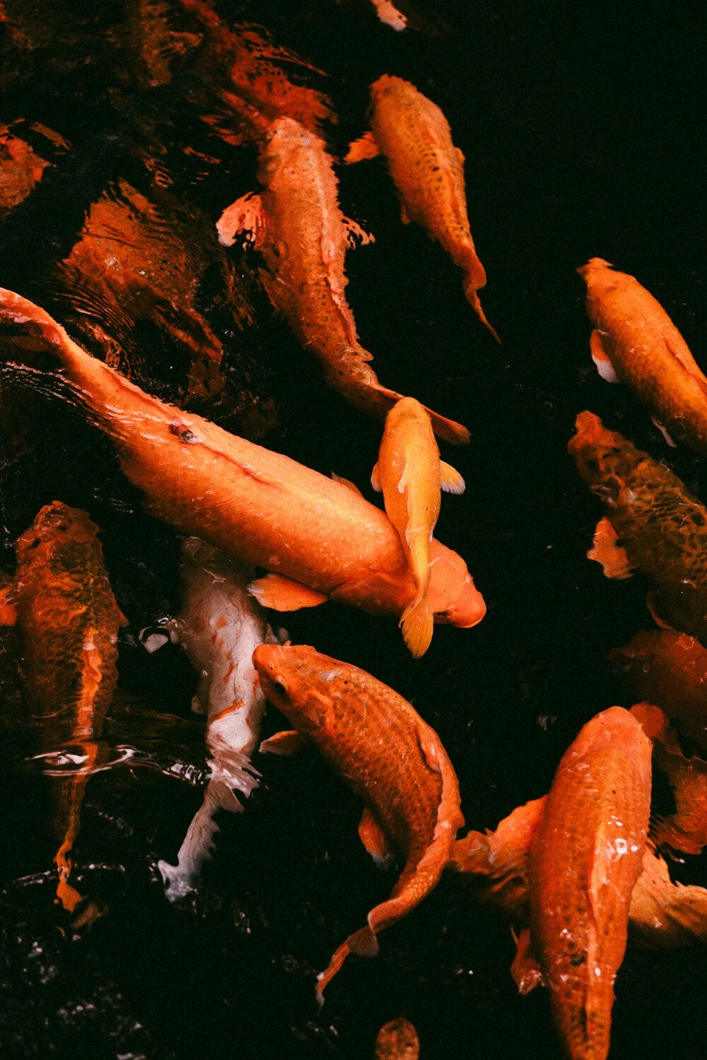 Poissons de différentes tailles nageant dans l'eau sombre.