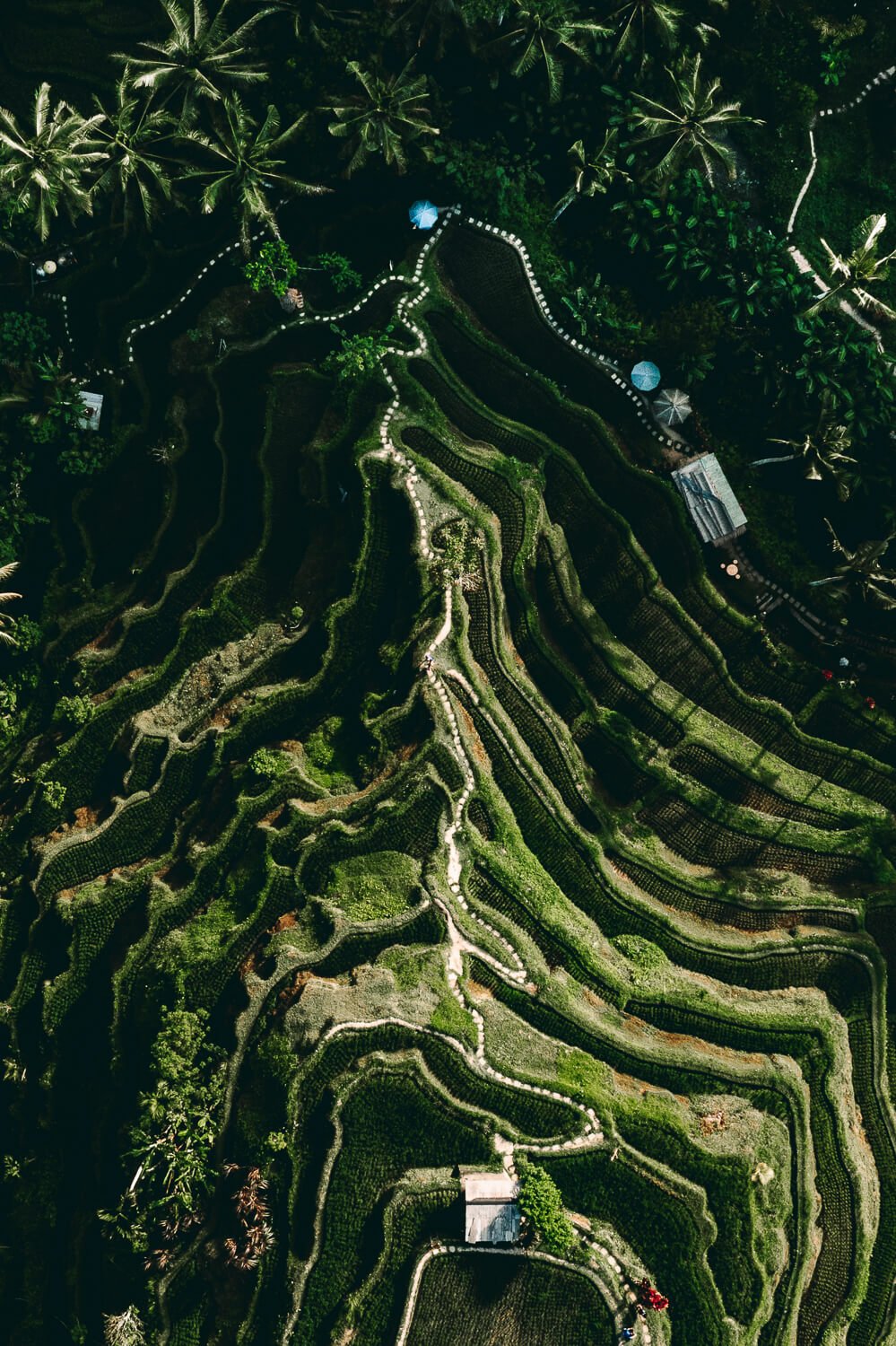 Vue vidéo d'une région en terrasses vertes entourée de palmiers, avec des chemins sinueux et quelques parasols bleus.
