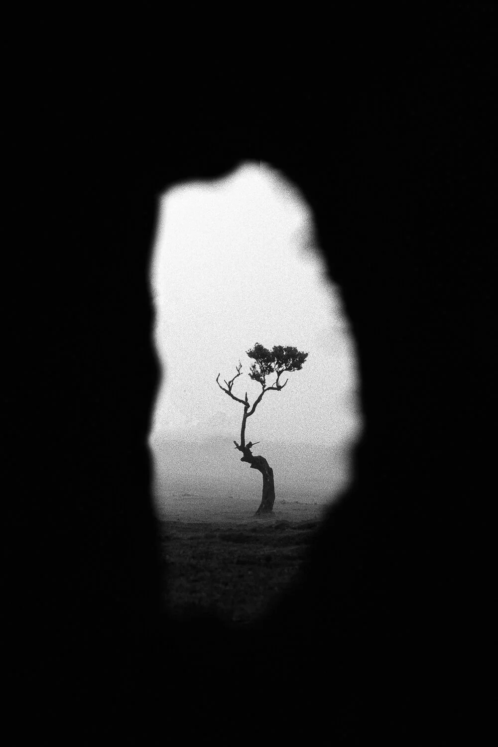 A black-and-white photo of a lone, twisted tree viewed through a small irregular opening in a dark surface, with a foggy or misty background.