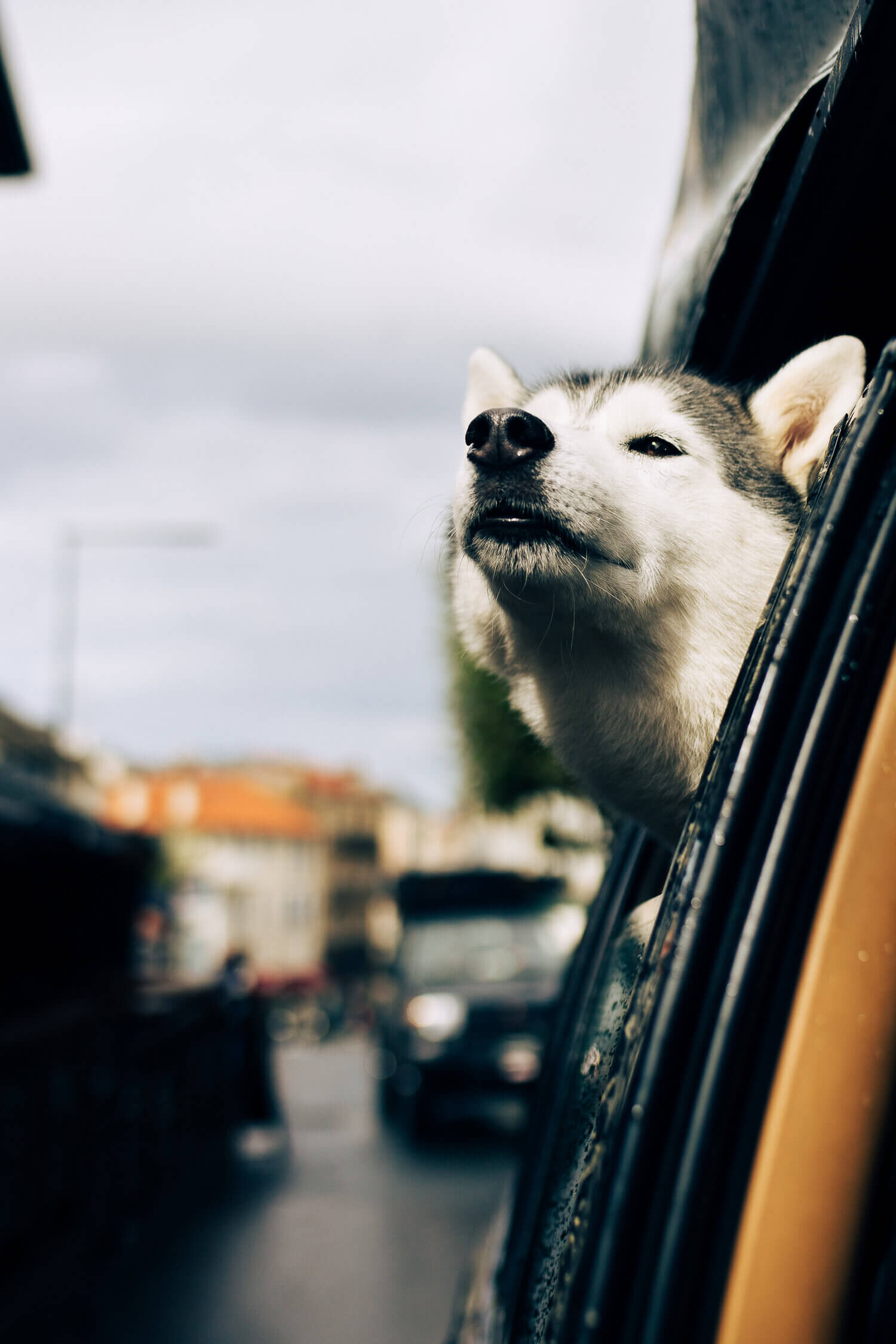 Chien husky sortant la tête par la fenêtre d'une voiture.