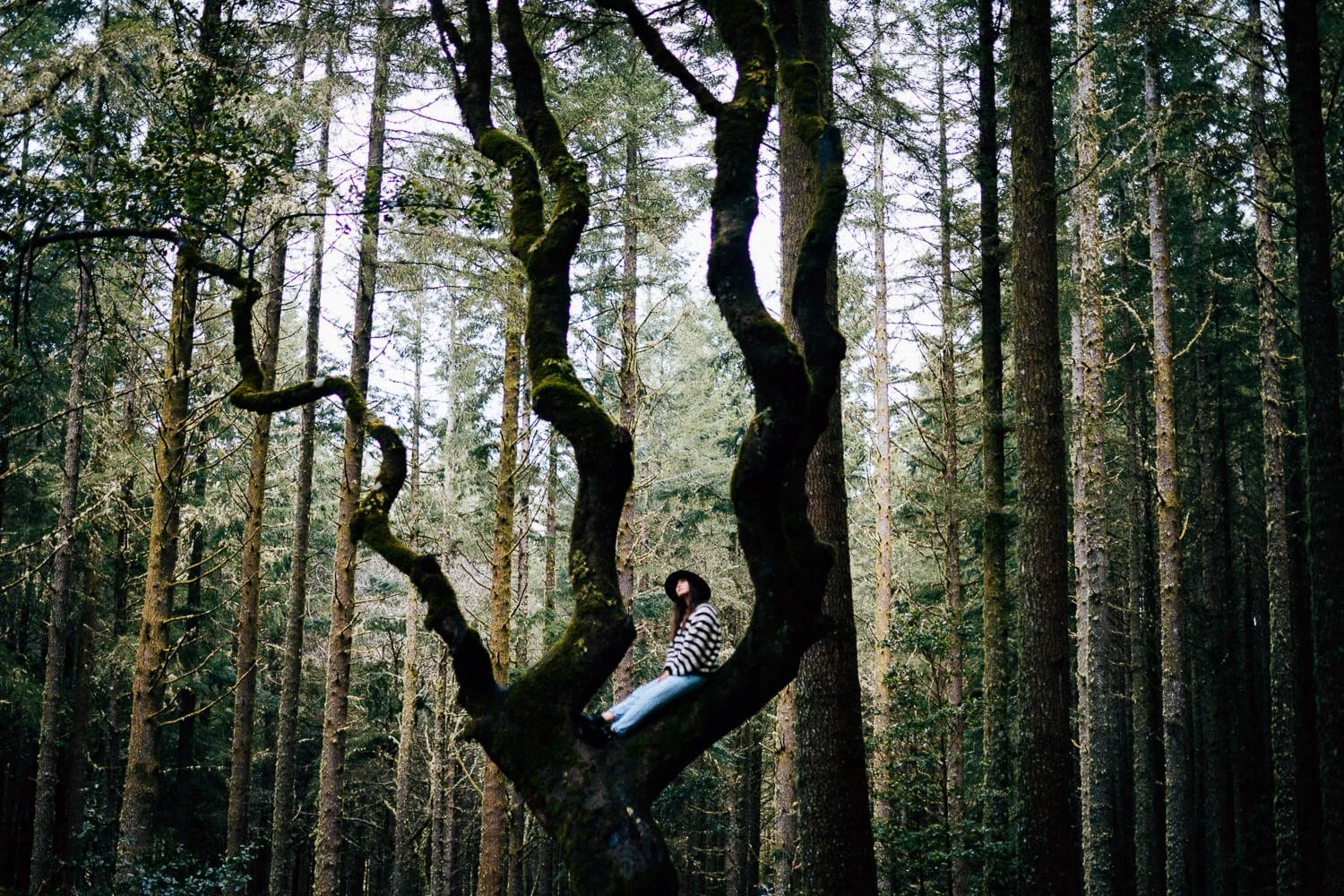 Person in a striped sweater and hat sitting on a large mossy tree branch in a dense forest with tall trees.
