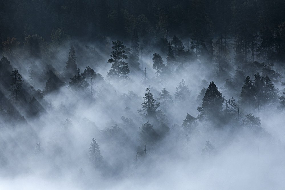 Misty forest — Soosseli Wildlife Photography