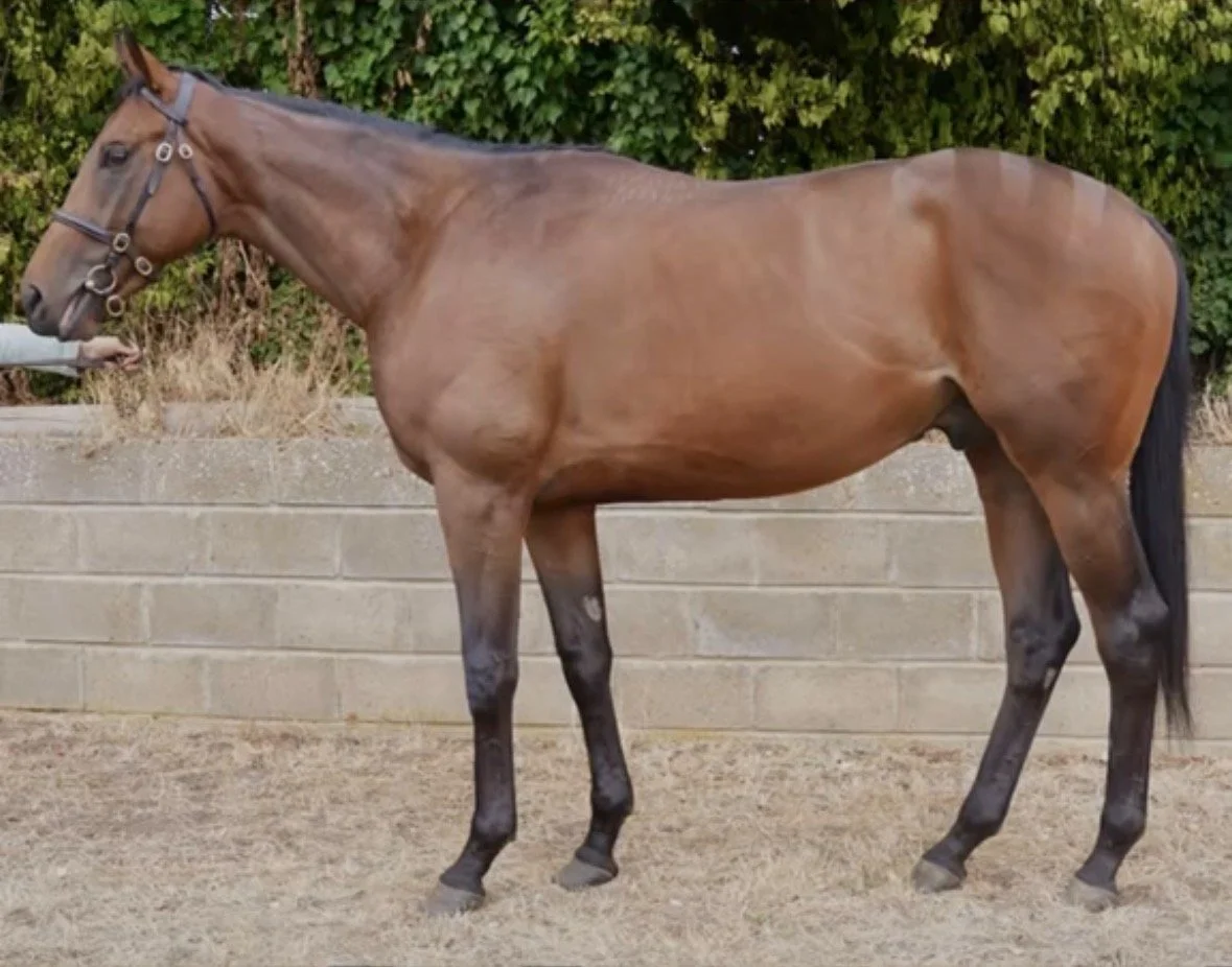 MARQUIS DE SADE (Trainer: Charlie Clover)
