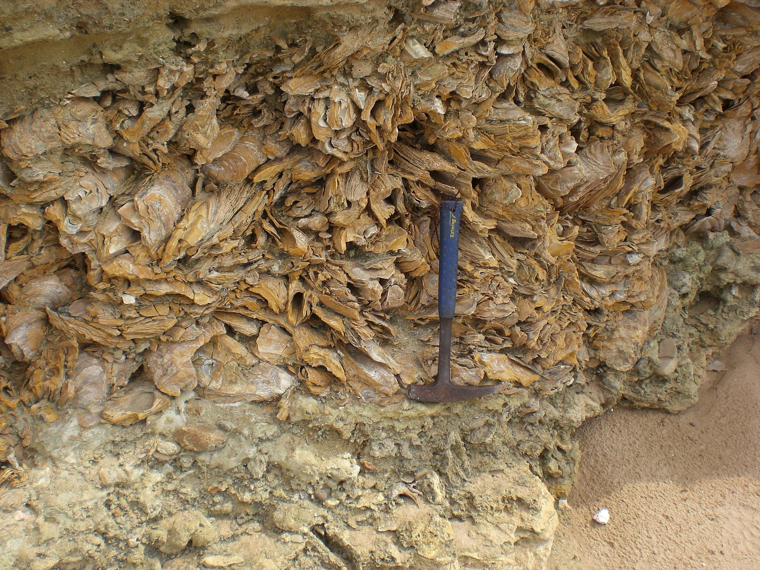 Enxurrada de Ostras!