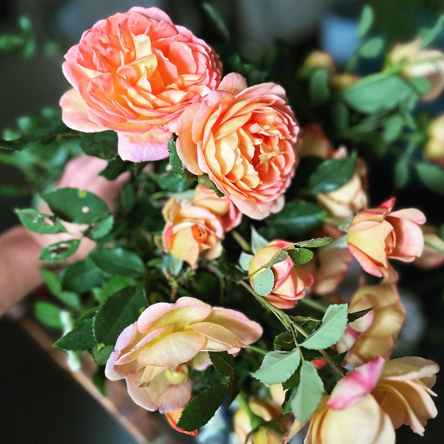 So many goodies for market tomorrow! Our garden is bursting into bloom, and we have support this week from our friend Jean Barker, a flower farmer in Blountville. That means some extra special treats including ranunculus, veronica, and sweet William 