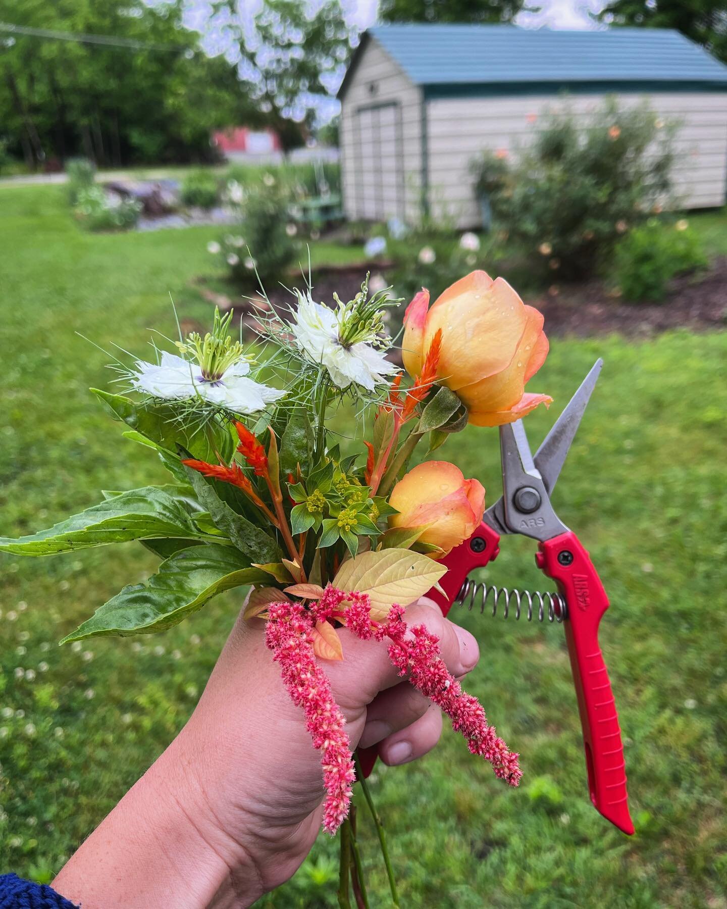 The perks of building small wearables is the tiny things become viable options&mdash; take these tiny amaranth tassels for example. They needed to be pinched, I wanted a splash of red, job done and away we go! 

#Amaranth #SpringFlowers #DavidAustinR