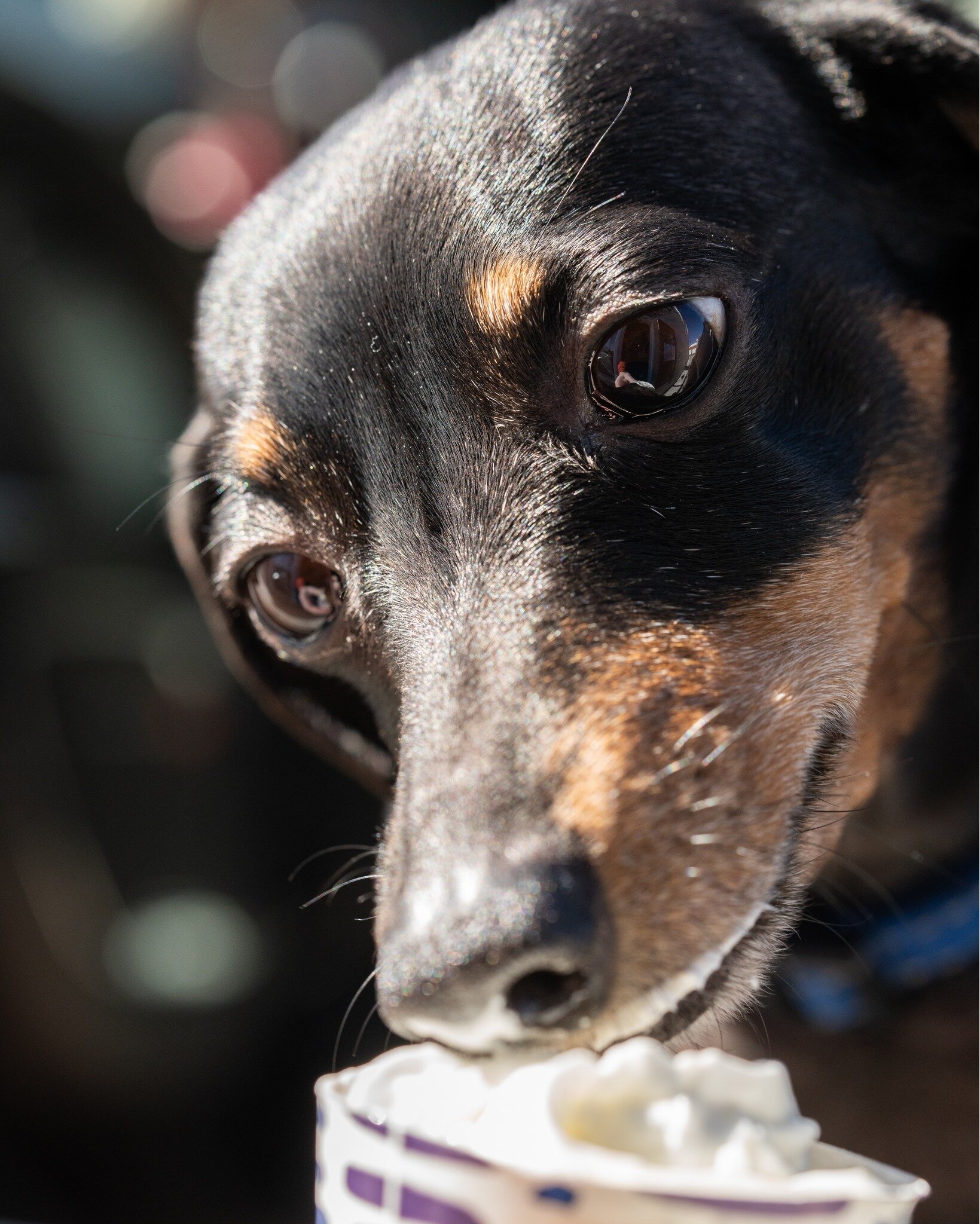 Get some... of that... pup cup?

Nothing makes our day brighter than when your pup greets us at the drive thru!

____

&bull;

&bull;

#dog #puppy #pupcup #groundedcoffeeandcrumbs #supportlocalbusiness
#crumbs #pauldingcounty #coffeeshop #coffee
#dri