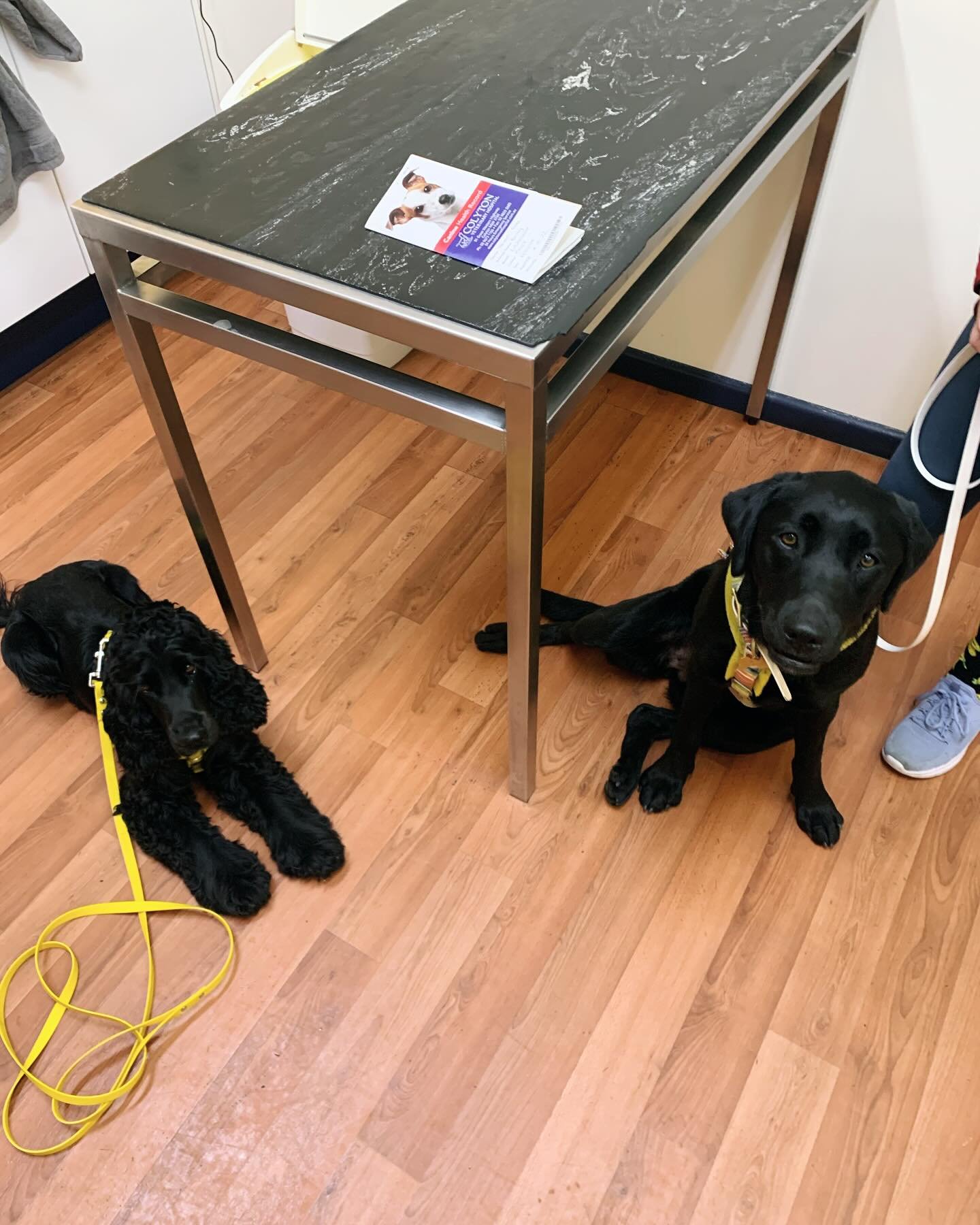 Beautiful Bailey and Freddie at the vet for their annual vaccines. The vet was super impressed with their friendly, calm natures, and how athletic and fit they both are. He absolutely loved them 😊

#dogsofinstagram #doggo #dog #labradorsofinstagram 