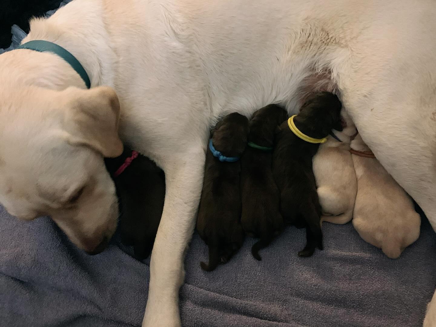 Beautiful miss Ellie Jelly Cup has welcomed 6 perfect little baby &ldquo;cuppies&rdquo; into the world last night ! 🥰🥰🥰 Everyone doing really well and Ellie is enjoying a well-earned rest with her new charges 🥰 

At this stage, I believe all of t