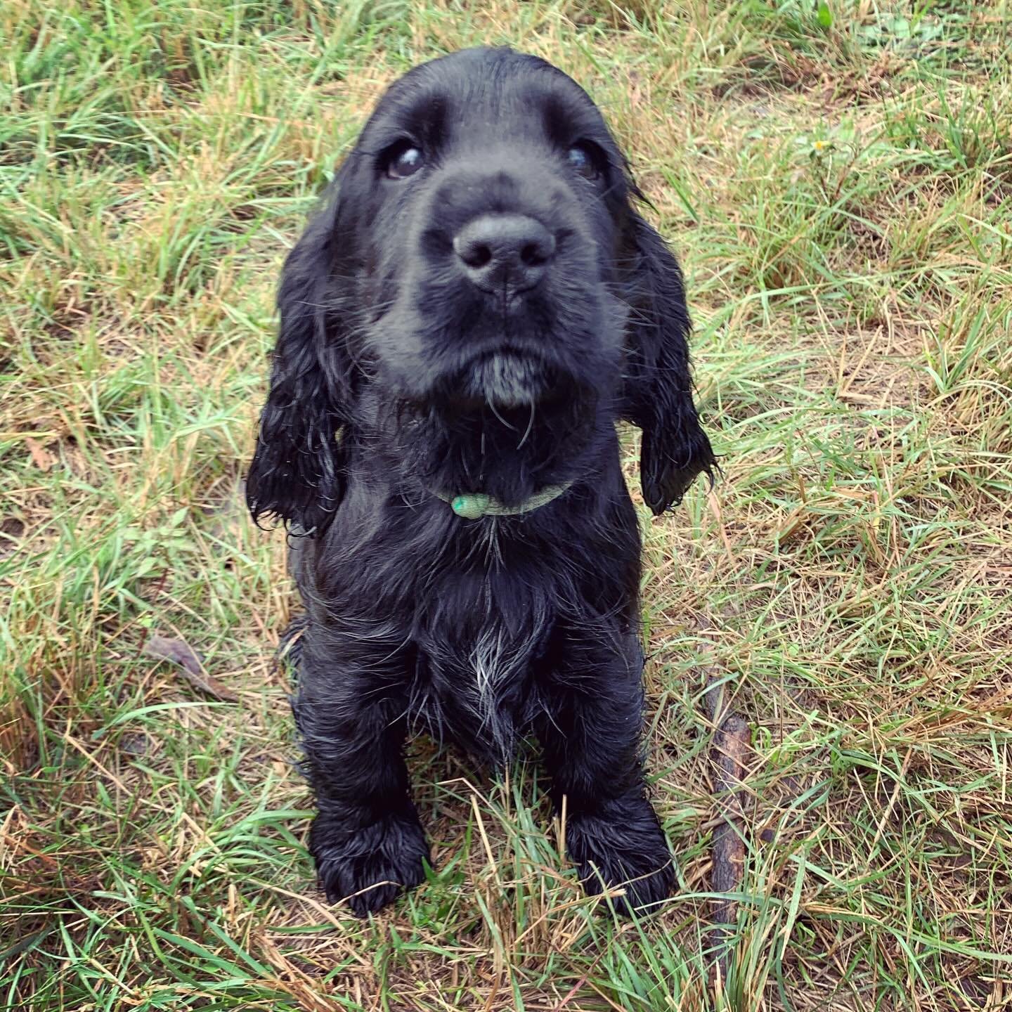 Last cocker spaniel puppy available, everyone else has been snapped up !! Beautiful little boy, utterly perfect. Vaxxed, microchipped, parents health tested, he&rsquo;s the whole package 🥰🥰 Inbox me ! 

#dogsofinstagram #doggo #dog #puppiesofinstag