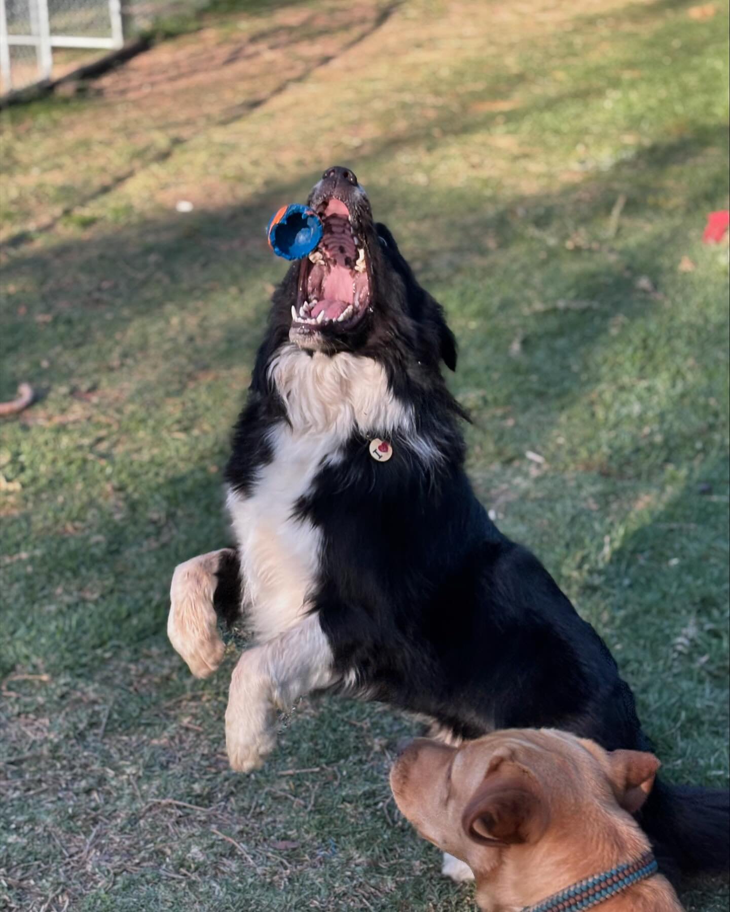 Miles the &ldquo;boarder&rdquo; collie showing off his catching skills, and loving play time this afternoon 🥰 Side-kick Billie helping out !

#dogsofinstagram #doggo #dog #bordercolliesofinstagram #bordercollie #catching #doggames #game #playtime #h