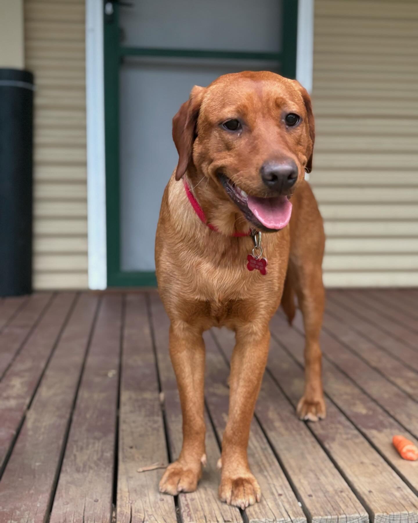 This is Ginny. She is the last of the labradors I agreed to help rehome. She is an absolute sweetheart, but has had very little exposure to the outside world. She is very soft and very nervous in new places. She is incredibly trusting of people, and 